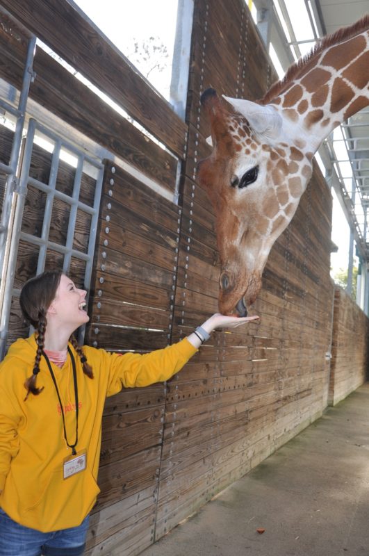 private safari animal kingdom Disney world