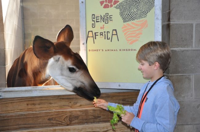 sense of Africa tour